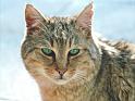 Zugelaufener Kater